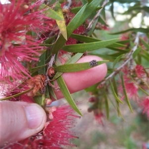 Asopinae sp. (Subfamily) at Evatt, ACT - suppressed