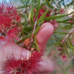 Asopinae sp. (Subfamily) at Evatt, ACT - suppressed