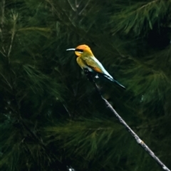 Merops ornatus (Rainbow Bee-eater) at Brownlow Hill, NSW - 26 Nov 2024 by belleandjason