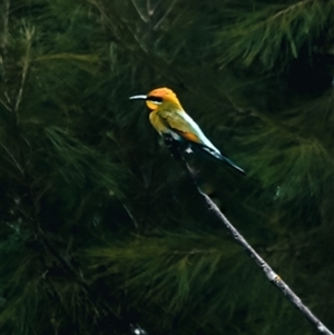 Merops ornatus (Rainbow Bee-eater) at Brownlow Hill, NSW by belleandjason3113