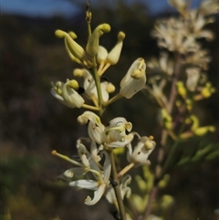 Lomatia silaifolia (Crinkle Bush, Fern-leaved Lomatia, Parsley Bush) at Marengo, NSW - 26 Nov 2024 by Csteele4