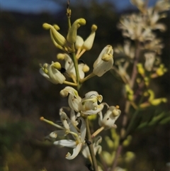 Lomatia silaifolia at Marengo, NSW - 25 Nov 2024 by Csteele4