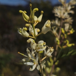 Lomatia silaifolia at Marengo, NSW - 26 Nov 2024 09:35 AM