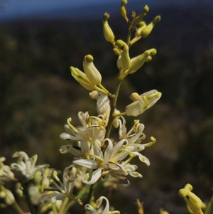 Lomatia silaifolia at Marengo, NSW - 26 Nov 2024