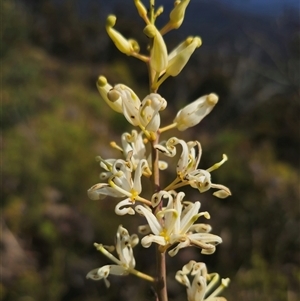 Lomatia silaifolia at Marengo, NSW - 26 Nov 2024 09:35 AM