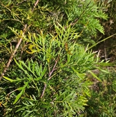 Lomatia silaifolia at Marengo, NSW - 26 Nov 2024