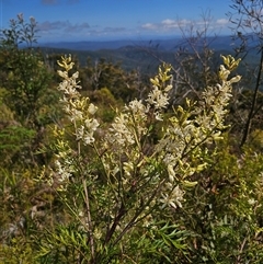 Lomatia silaifolia at Marengo, NSW - 26 Nov 2024 09:35 AM