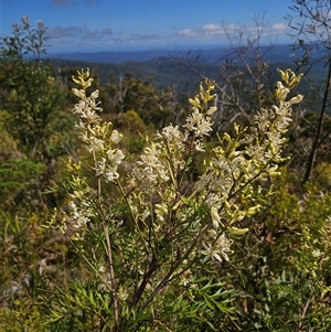 Lomatia silaifolia at Marengo, NSW - 26 Nov 2024