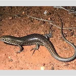 Ctenotus pantherinus ocellifer (Leopard Ctenotus) at Wooramel, WA by MichaelBedingfield