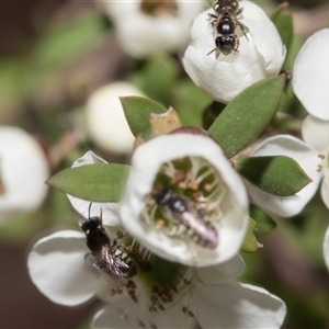 Euhesma nitidifrons (A plasterer bee) at Denman Prospect, ACT by AlisonMilton