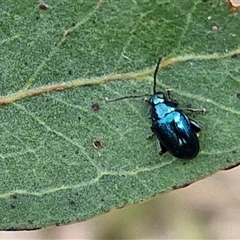 Altica corrusca (Corrusca flea beetle) at Kingsdale, NSW - 24 Nov 2024 by trevorpreston