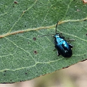 Altica corrusca at Kingsdale, NSW - 25 Nov 2024 09:13 AM