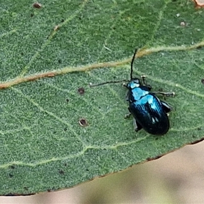 Altica corrusca (Corrusca flea beetle) at Kingsdale, NSW - 24 Nov 2024 by trevorpreston