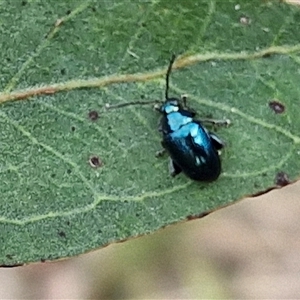 Altica corrusca at Kingsdale, NSW - 25 Nov 2024 09:13 AM