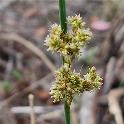 Juncus (genus) (A Rush) at Kingsdale, NSW - 25 Nov 2024 by trevorpreston