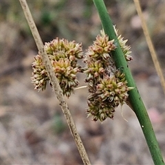 Juncus (genus) at Kingsdale, NSW - 25 Nov 2024 09:12 AM
