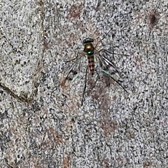 Unidentified True fly (Diptera) at Kingsdale, NSW - 24 Nov 2024 by trevorpreston