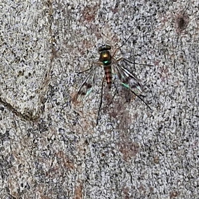 Heteropsilopus sp. (genus) (A long legged fly) at Kingsdale, NSW - 25 Nov 2024 by trevorpreston