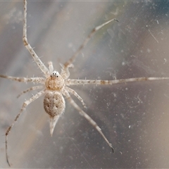 Tamopsis sp. (genus) (Two-tailed spider) at Kaleen, ACT - 24 Nov 2024 by rubicon