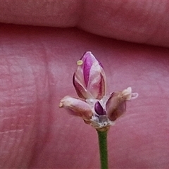 Laxmannia gracilis (Slender Wire Lily) at Kingsdale, NSW - 25 Nov 2024 by trevorpreston