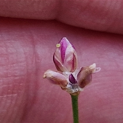 Laxmannia gracilis (Slender Wire Lily) at Kingsdale, NSW - 25 Nov 2024 by trevorpreston