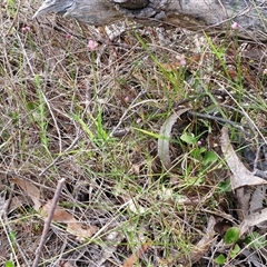 Laxmannia gracilis at Kingsdale, NSW - 25 Nov 2024 09:07 AM