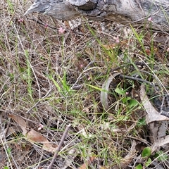 Laxmannia gracilis at Kingsdale, NSW - 25 Nov 2024