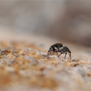 Maratus sp. (genus) (Unidentified Peacock spider) at Kaleen, ACT by rubicon