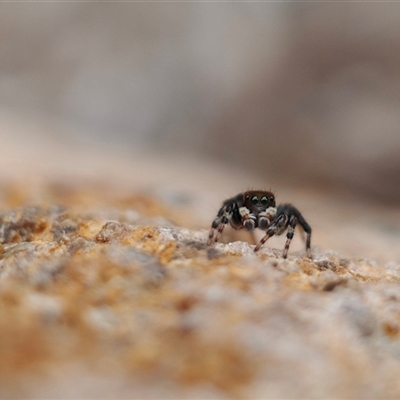 Maratus sp. (genus) (Unidentified Peacock spider) at Kaleen, ACT - 21 Nov 2024 by rubicon