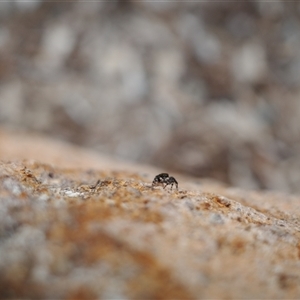 Maratus sp. (genus) at suppressed - 21 Nov 2024