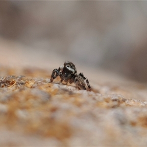 Maratus sp. (genus) at suppressed - 21 Nov 2024