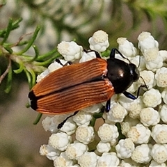 Castiarina amplipennis (Jewel Beetle) at Kingsdale, NSW - 25 Nov 2024 by trevorpreston