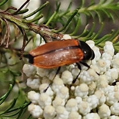 Castiarina amplipennis at Kingsdale, NSW - 25 Nov 2024 09:05 AM