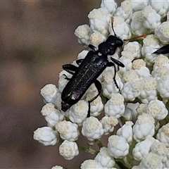 Eleale simplex (Clerid beetle) at Kingsdale, NSW - 24 Nov 2024 by trevorpreston