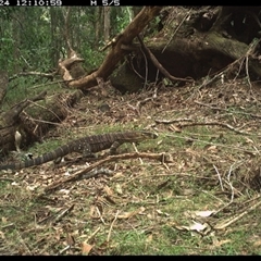 Varanus varius at Tullymorgan, NSW - 24 Oct 2024 by Tullymorgan1