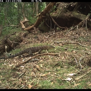 Varanus varius at Tullymorgan, NSW by Tullymorgan1