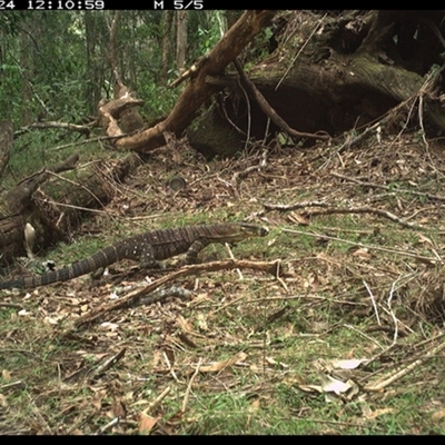 Varanus varius at Tullymorgan, NSW - 24 Oct 2024 by Tullymorgan1