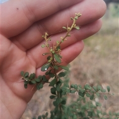 Bursaria spinosa subsp. lasiophylla (Australian Blackthorn) at Flynn, ACT - 25 Nov 2024 by rbannister