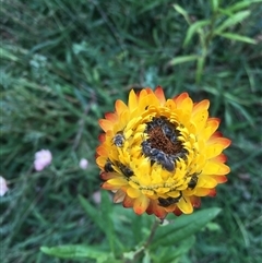 Lasioglossum (Chilalictus) sp. (genus & subgenus) at Kaleen, ACT - 19 Feb 2024 by rubicon