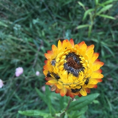 Lasioglossum (Chilalictus) sp. (genus & subgenus) (Halictid bee) at Kaleen, ACT - 20 Feb 2024 by rubicon