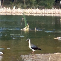 Threskiornis spinicollis (Straw-necked Ibis) at Belconnen, ACT - 26 Nov 2024 by Jillw