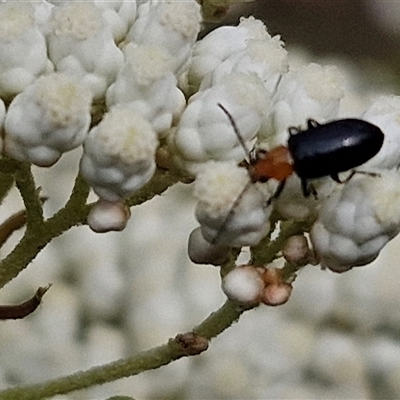 Adoxia sp. (genus) at Kingsdale, NSW - 24 Nov 2024 by trevorpreston