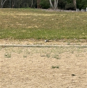 Vanellus miles at Belconnen, ACT - 26 Nov 2024 09:02 AM