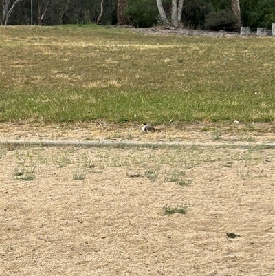 Vanellus miles (Masked Lapwing) at Belconnen, ACT - 26 Nov 2024 by Jillw