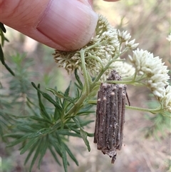 Clania lewinii & similar Casemoths (Parallel stick Case Moths) at Penrose, NSW - 25 Nov 2024 by Aussiegall