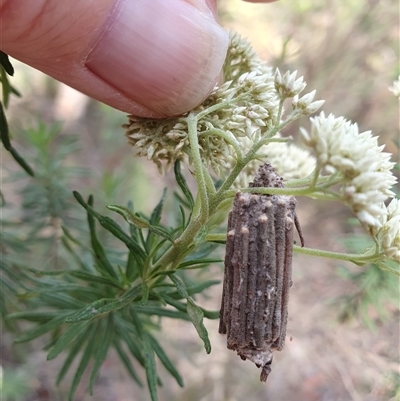 Clania lewinii & similar Casemoths (Parallel stick Case Moths) at Penrose, NSW - 26 Nov 2024 by Aussiegall