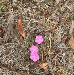 Convolvulus angustissimus subsp. angustissimus at Belconnen, ACT - 26 Nov 2024