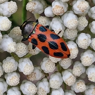 Castiarina octomaculata (A jewel beetle) at Kingsdale, NSW - 24 Nov 2024 by trevorpreston