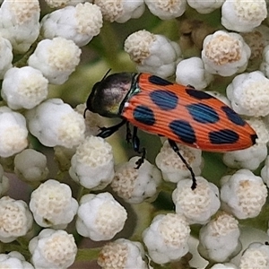 Castiarina octomaculata at Kingsdale, NSW - 25 Nov 2024