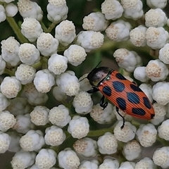 Castiarina octomaculata at Kingsdale, NSW - 25 Nov 2024